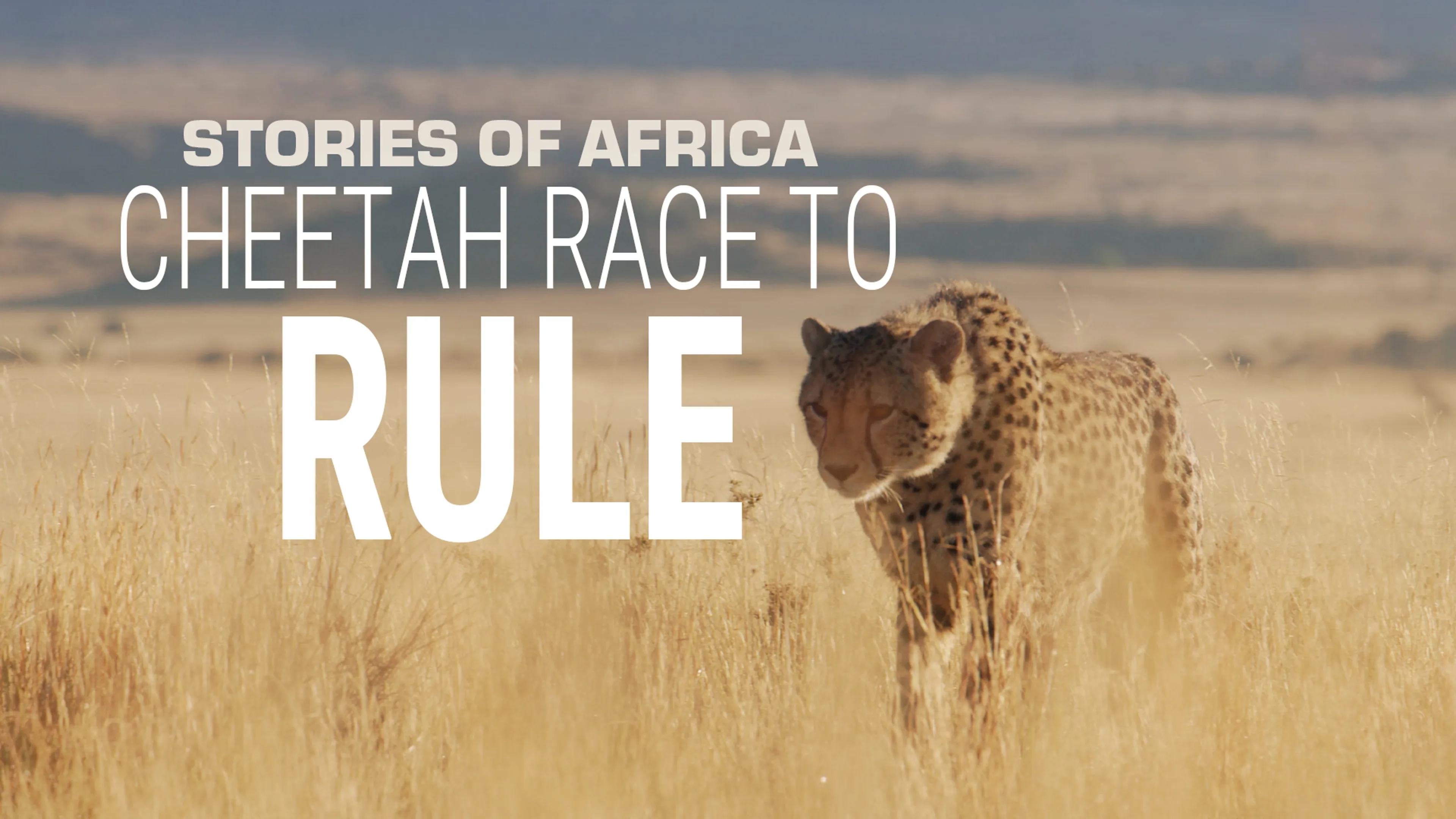 Stories of Africa: Cheetah Race to Rule poster